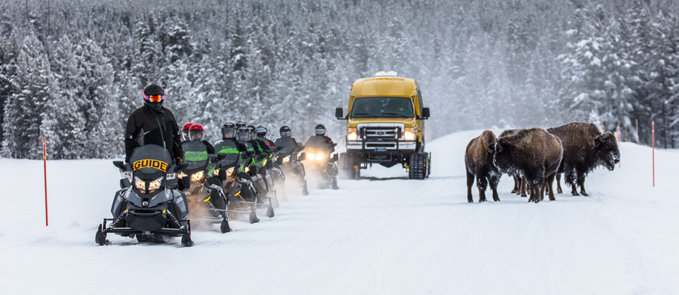 A guided snowmobile group works its way past some bison. A guided snowmobile group works its way past some bison.