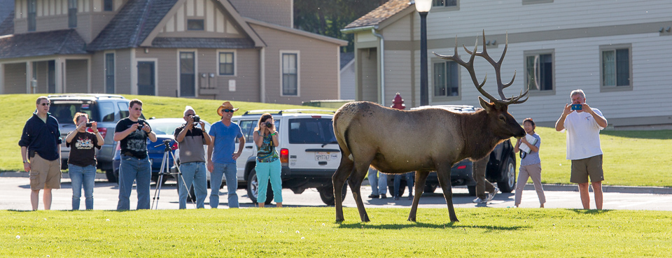 Photo of people too close to a bull elk in Mammoth Hot Springs Photo of people too close to a bull elk in Mammoth Hot Springs