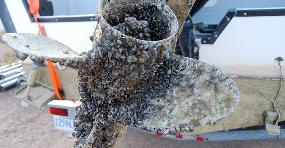 Quagga mussels coating a boat propeller Quagga mussels coating a boat propeller