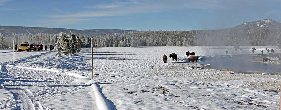 Winter visitors photographing bison. Winter visitors photographing bison.