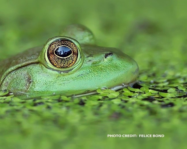 A green bullfrog has his head out of pond water