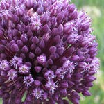 Yorktown Onion