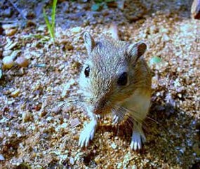 Field Mouse
