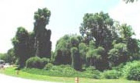 Kudzu on trees