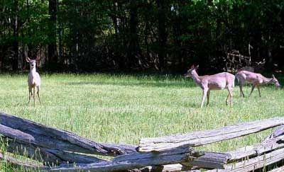 Deer on Yorktown Battlefield