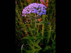 Wildflowers