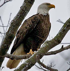Bald Eagle