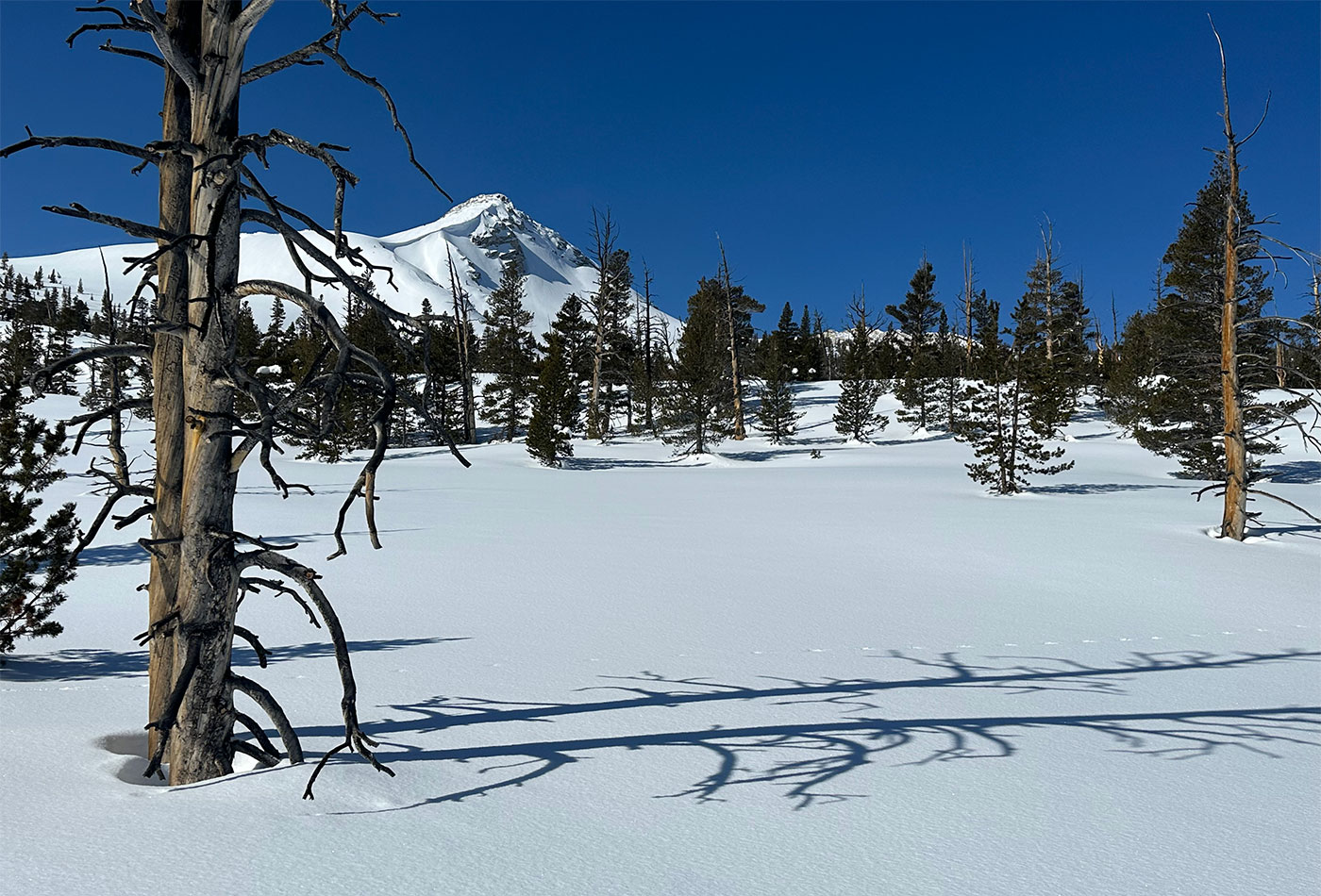 Lodgepole pines and snags with snow on March 25, 2023.