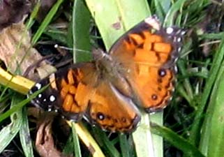 American Lady Butterfly American Lady Butterfly