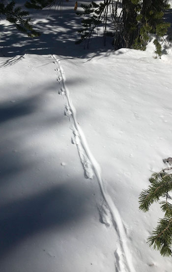 Animal tracks and drag marks in the fresh snow at Tioga Pass. Animal tracks and drag marks in the fresh snow at Tioga Pass.