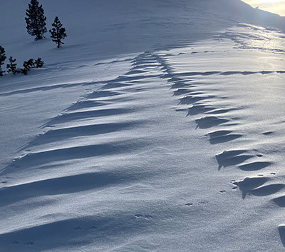 Animal tracks obscured by wind and time at Gaylor Saddle on January 31, 2026.