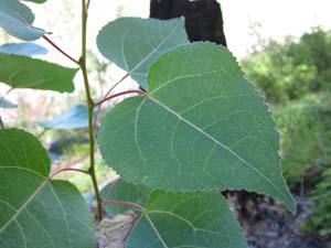 Quaking Aspen Leaf