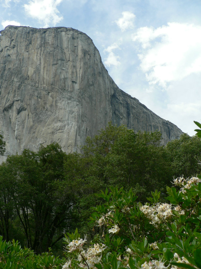 Azalea in El Cap Meadow Azalea in El Cap Meadow