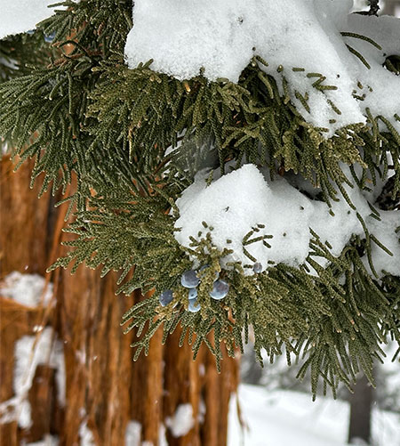 Juniper berries on February 6, 2024.