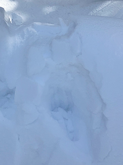 Bear tracks in snow on December 23, 2024. Bear tracks in snow on December 23, 2024.