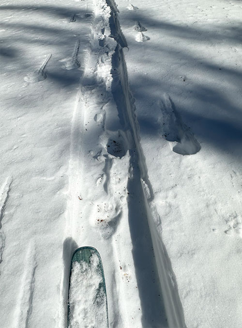Bear tracks on our ski tracks on January 26, 2023. Bear tracks on our ski tracks on January 26, 2023.