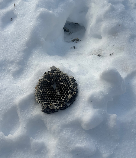 Bees' nest excavated from snow by pine marten on March 7, 2024.