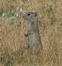 Belding ground squirrel