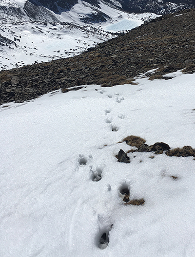 Bighorn sheep tracks in the snow on March 24, 2022. Bighorn sheep tracks in the snow on March 24, 2022.