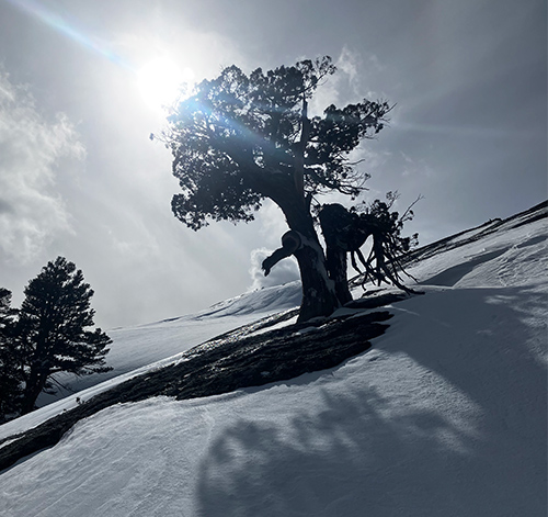 Bonsai juniper on March 28, 2024.