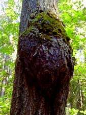 Burl