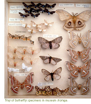 A tray of assorted butterfly specimens.
