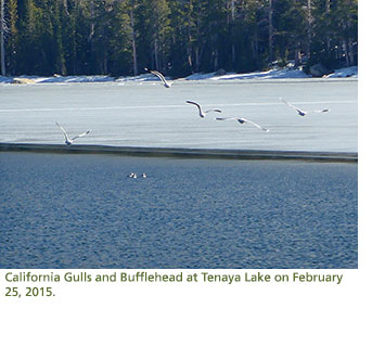 California Gulls and Bufflehead at Lake Tenaya on a warm, wintry day.