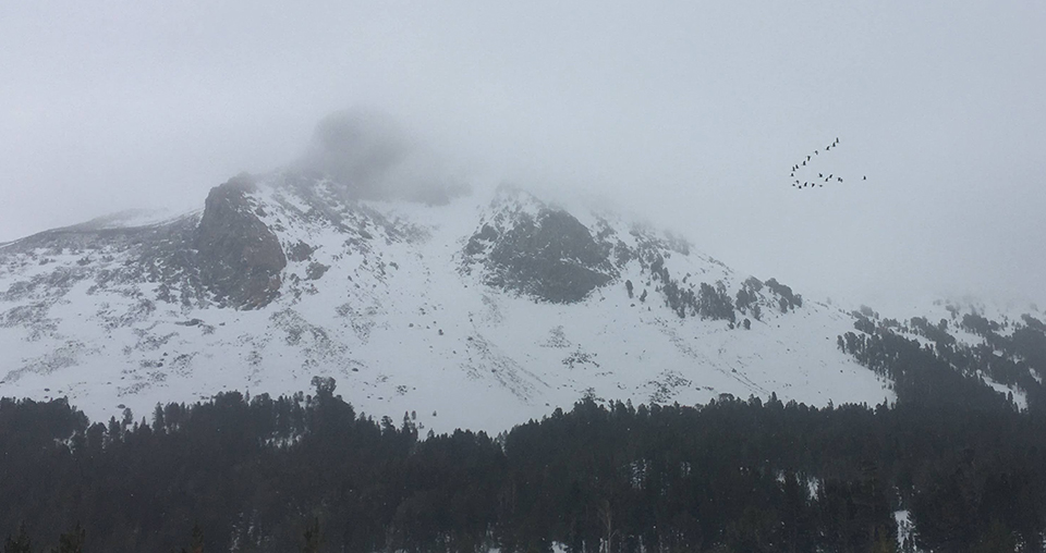 Canada geese and Mt. Dana on February 9, 2021.