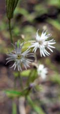 Mountain Campion