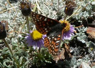 Checkerspot Checkerspot