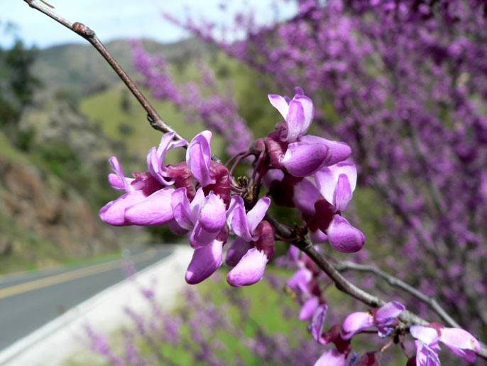 Close-up of redbud flowers