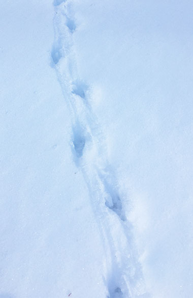 Common raven tracks in snow on February 9, 2023.