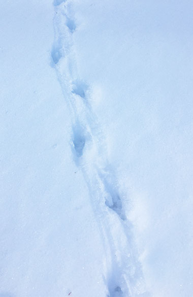 Common raven tracks in snow on February 9, 2023. Common raven tracks in snow on February 9, 2023.
