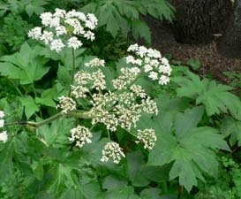 Cow Parsnip