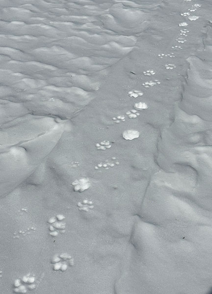 Coyote tracks in snow on February 1, 2023.