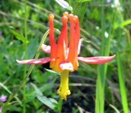 Crimson Columbine - flower Crimson Columbine - flower