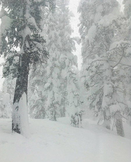 Snow covered trees on December 27, 2021.