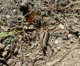 Golden Digger Wasp with prey