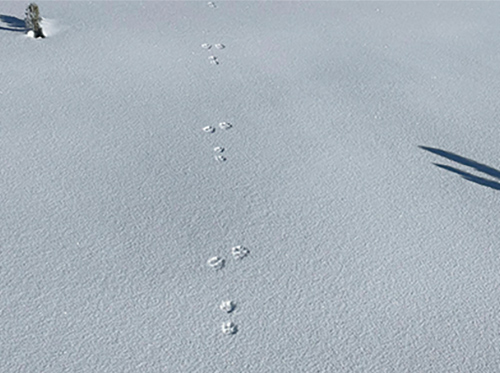 Snowshoe hare tracks in snow.