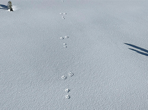 Snowshoe hare tracks in snow. Snowshoe hare tracks in snow.