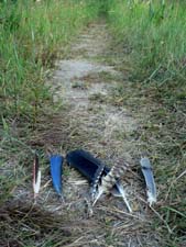 Feathers on trail