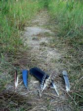 Feathers on trail Feathers on trail