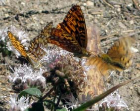 Fritillaries On Pennyroyal