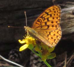 Fritillary on Senecio