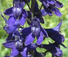 Giant Mountain Larkspur - close up Giant Mountain Larkspur - close up