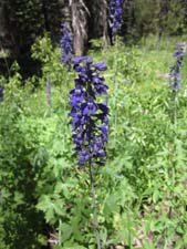 Giant Mountain Larkspur Giant Mountain Larkspur