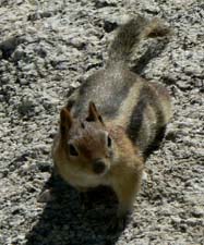 Golden-mantled ground squirrel