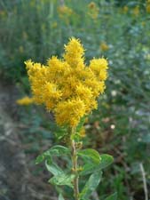 Goldenrod Goldenrod