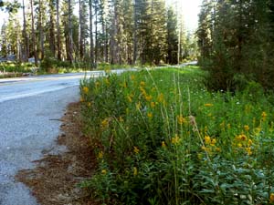 Goldenrod Goldenrod