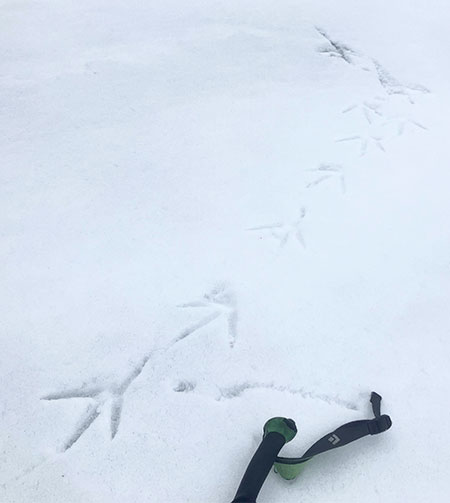 Great blue heron tracks on New Year's Eve, 2025.